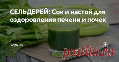 СЕЛЬДЕРЕЙ: Сок и настой для оздоровления печени и почек СОК СЕЛЬДЕРЕЯ можно поставить на первое место по полезности среди всех овощных соков. Его можно пить и просто для укрепления тела, и для вывода вредных веществ.