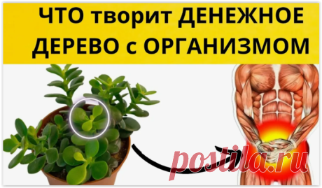 ДЕНЕЖНОЕ ДЕРЕВО — ВАШ ДОМАШНИЙ АЙБОЛИТ!