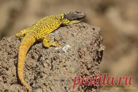 Phymaturus vociferator, Чили.
https://www.iucnredlist.org/details/56251982/0