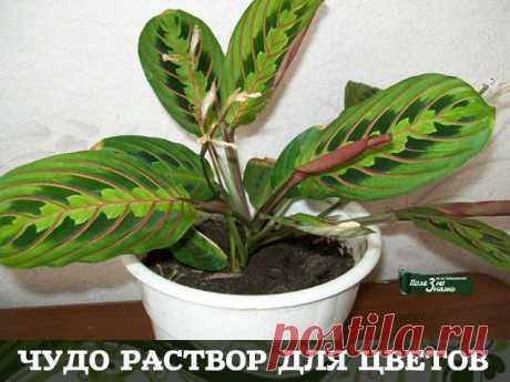(56) Одноклассники