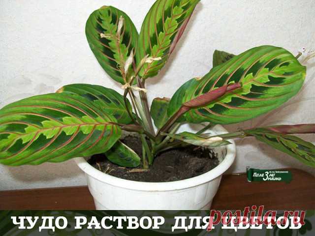 (56) Одноклассники