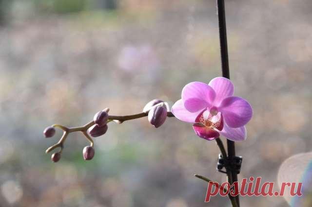 По какой причине орхидеи могут сбрасывать бутоны, методы лечения