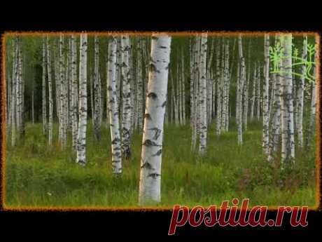 3 часа! Синица и Соловей Пение птиц в берёзовой роще