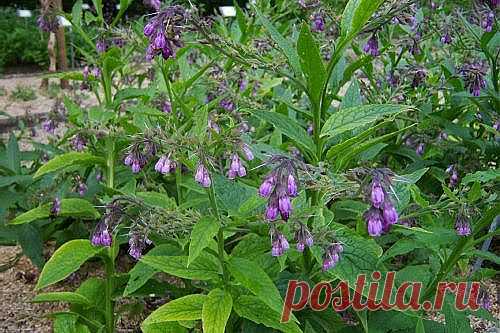 Могучий окопник | Друг пенсионера
Словно могучая сила живет в этом растении. Лечит оно не только суста­вы и кости укрепляет, но и кожу очи­стит. На фоне приема окопника на­блюдается быстрое срастание пере­ломов костей, восстановление по­врежденной надкостницы. Окопник означает сращи­вать, соединять.