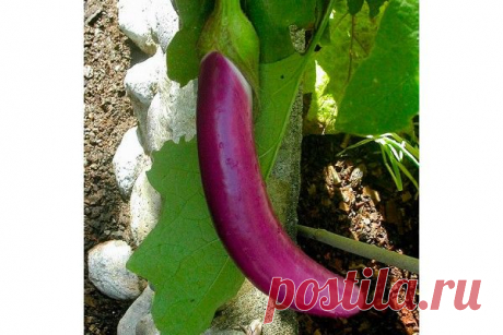 Семена баклажана длинного фиолетового Long Purple Italian
