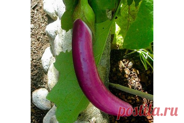 Семена баклажана длинного фиолетового Long Purple Italian