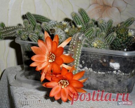 Аленький цветочек или хамецереус Сильвестра.