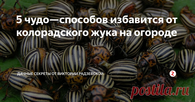 5 чудо—способов избавится от колорадского жука на огороде Практически все садоводы каждый год борются на своих участках с колорадским жуком. Этот вредитель полностью уничтожает картофель, если во время от него не избавиться. Я не применяю химию на своем участке, поэтому уничтожаю вредителей простыми способами.
