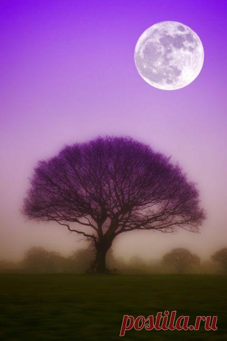 Misaki S  Tree & Path