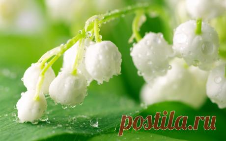 rabstol_net_lily_of_the_valley_14.jpg (2560×1600)