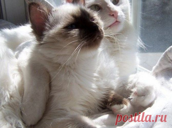 So Adorable | Animalious