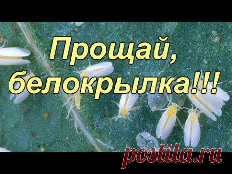 Белокрылка- метод борьбы с ней водой! 2 хороших метода борьбы с белокрылкой!