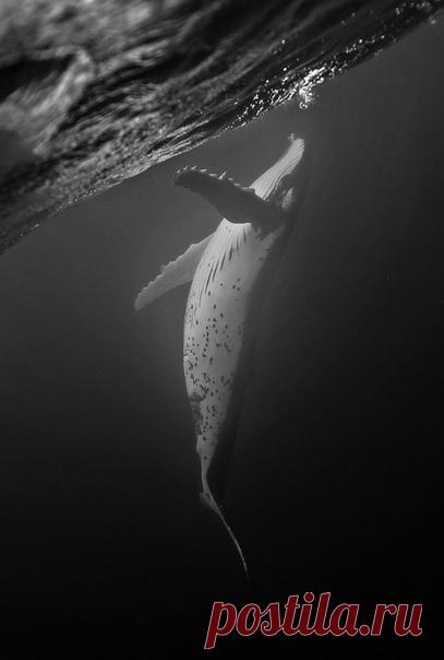«Лунный кит» Горбатый кит, королевство Тонга. Автор снимка – Алексей Зозуля: nat-geo.ru/photo/user/118521/
