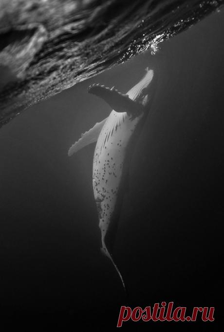 «Лунный кит» Горбатый кит, королевство Тонга. Автор снимка – Алексей Зозуля: nat-geo.ru/photo/user/118521/