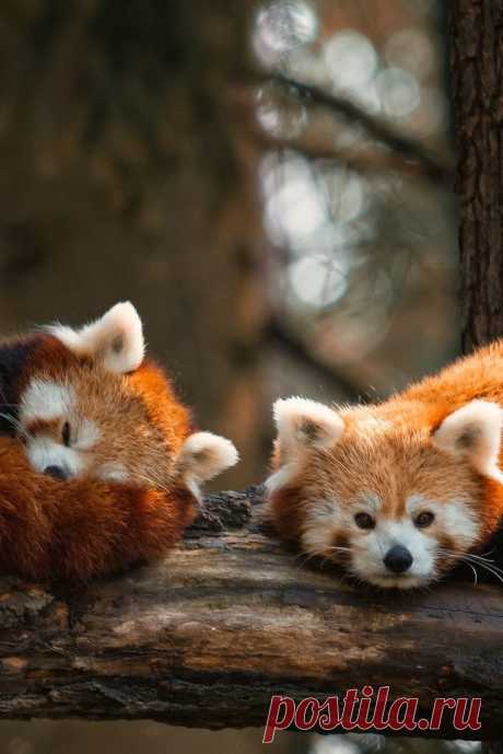 Найдено на сайте natures-paintbox.tumblr.com.