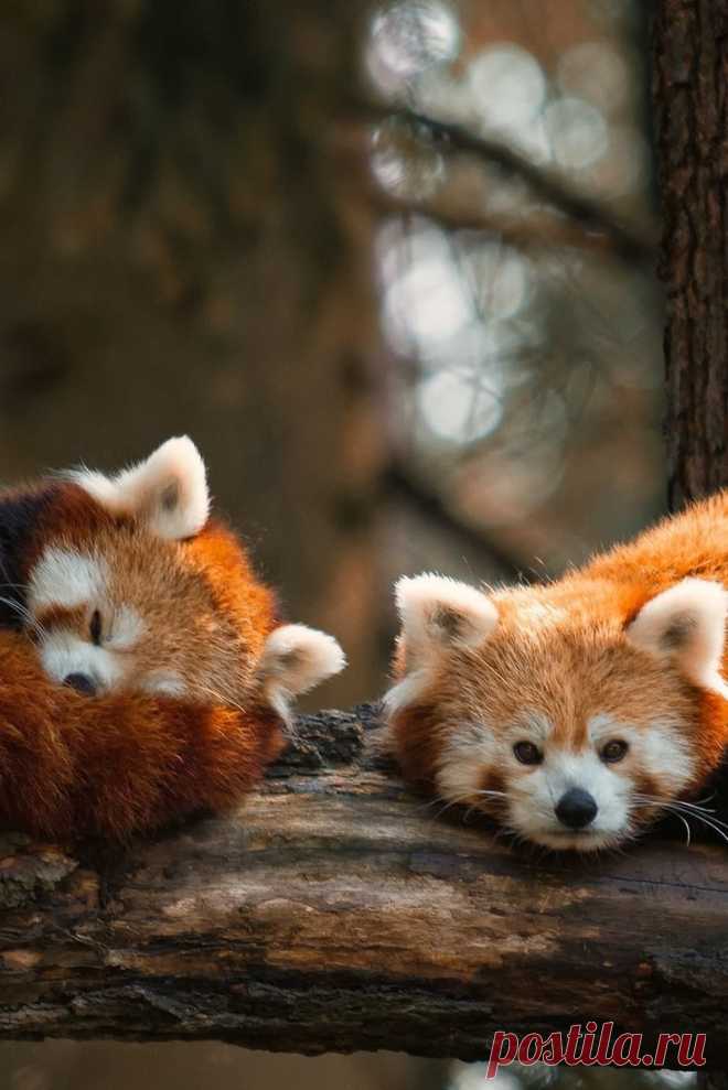 Найдено на сайте natures-paintbox.tumblr.com.