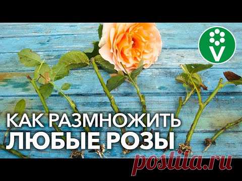 УКОРЕНИТСЯ ЛЮБАЯ РОЗА! Самый полный мастер-класс по размножению роз летом - YouTube