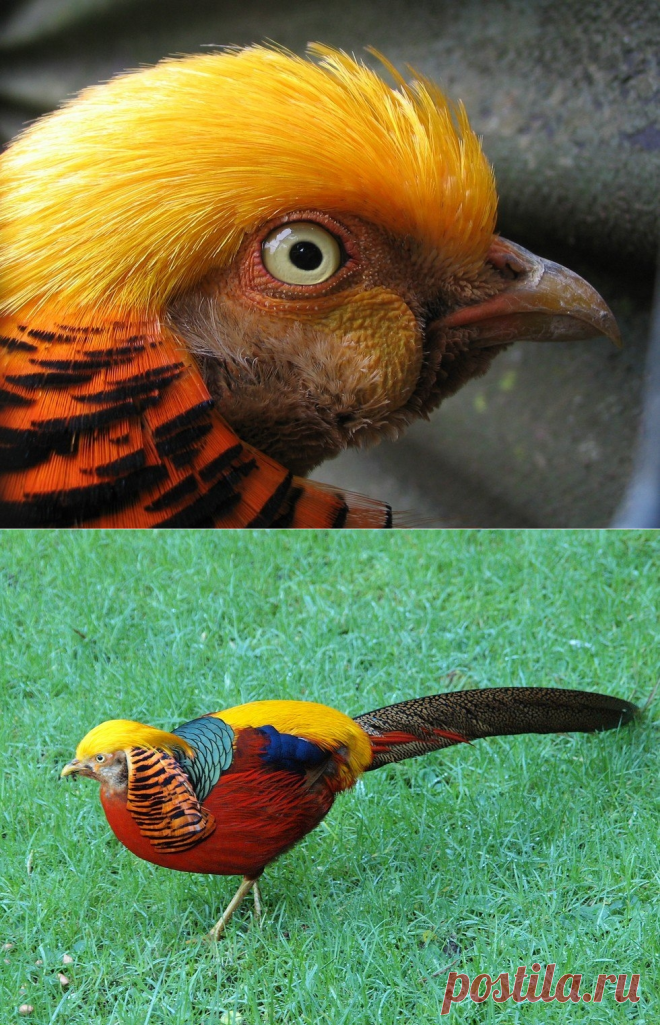 Золотой фазан: яркая и красочная птица из Китая - Путешествуем вместе