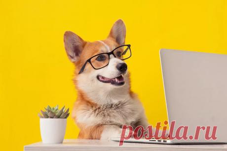 Тест: насколько хорошо вы знаете собак?