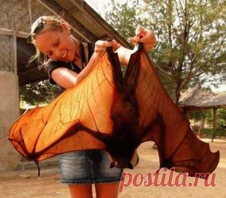 Гигантская летучая лисица, которая шокирует туристов