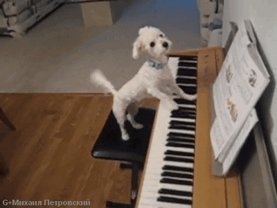 20 Amazing Dog Tricks Via GIF - RantLifestyle