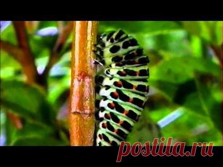Удивительное превращение - YouTube