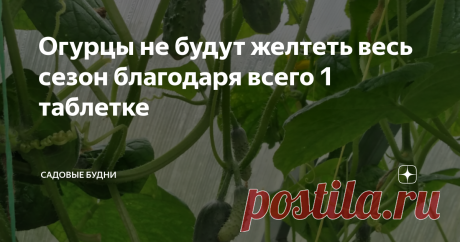Огурцы не будут желтеть весь сезон благодаря всего 1 таблетке