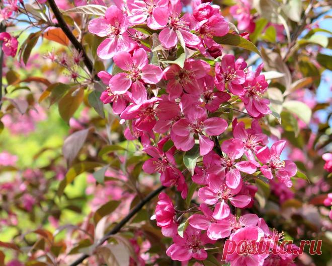 Я люблю ✿ ЦВЕТЫ ✿ | I ♥ Flowers