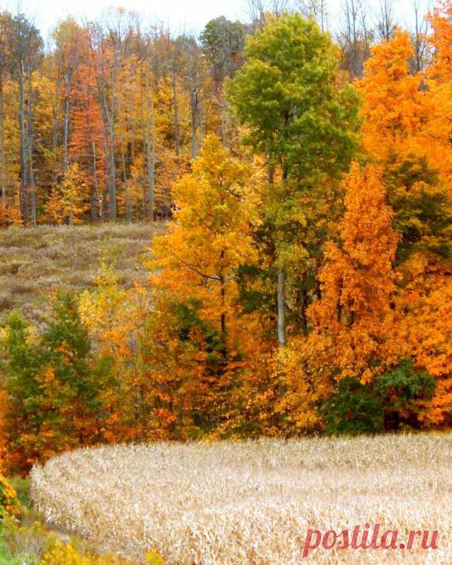 Shades of Autumn 2014.IX by MadGardens on DeviantArt