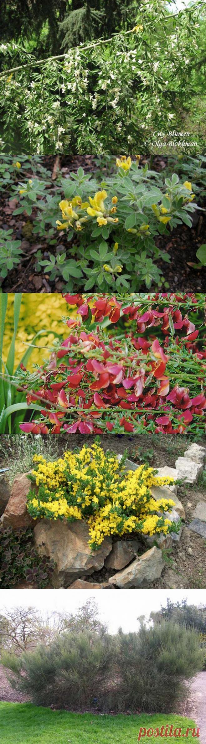 Ракитник | 6 соток