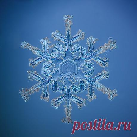 Не сразу поняла, как это снято: невероятной красоты снежинки (настоящие, сделано матушкой-природой и фотографом из Вологды) | Северяночка | Яндекс Дзен