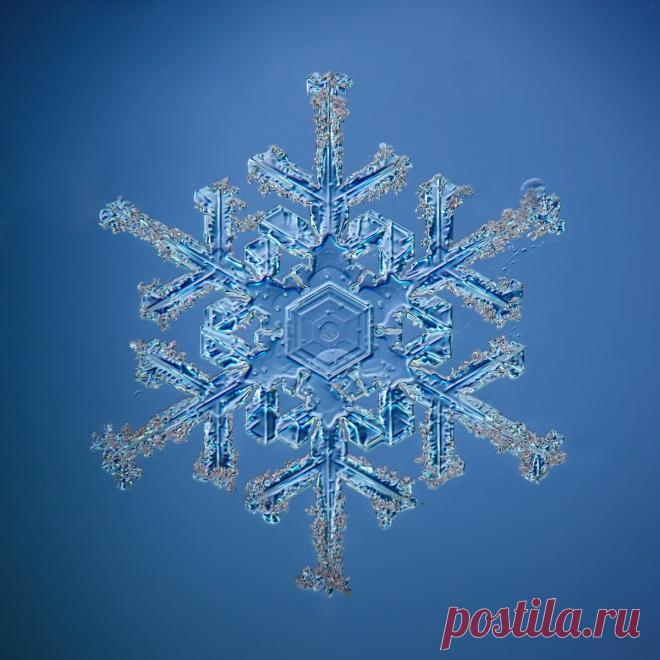 Не сразу поняла, как это снято: невероятной красоты снежинки (настоящие, сделано матушкой-природой и фотографом из Вологды) | Северяночка | Яндекс Дзен