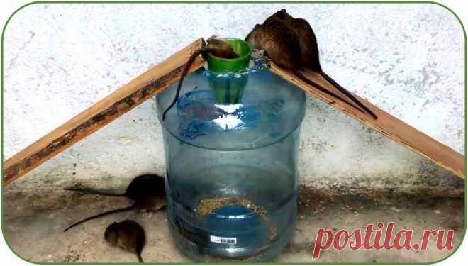 Простая мышеловка - крысоловка своими руками Здравствуйте, уважаемые читатели и самоделкины!Всем Вам прекрасно известно, какой вред приносят крысы, мыши, и другие грызуны дому и хозяйству, а также насколько неприятны такие «сожители». Особенно эти «товарищи» активизируются в преддверии холодов.В данной статье, автор YouTube канала «Mice TRAP