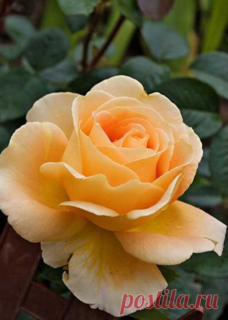 ‘Cappuccino’ | Florists Rose, Hybrid Tea Rose. Tantau 2005…  |   Pinterest • Всемирный каталог идей