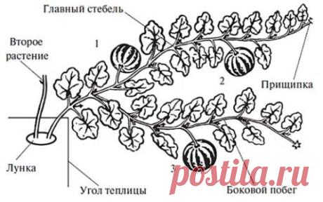 Как формировать тыкву в открытом грунте