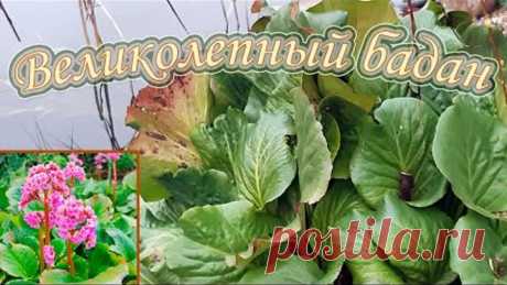 Размножение бадана корневищем. 100% укоренение! Применение его в ландшафтном дизайне.