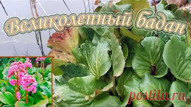 Размножение бадана корневищем. 100% укоренение! Применение его в ландшафтном дизайне.