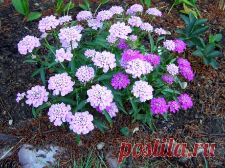 Иберис: посадка и уход, виды и сорта с фото и описанием