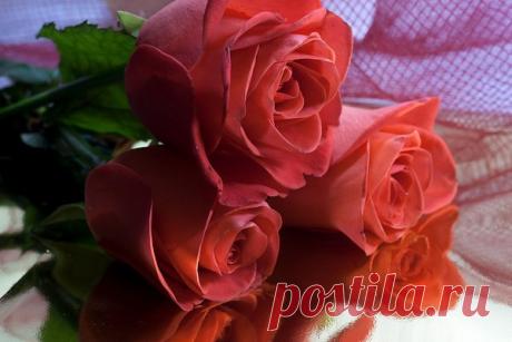 Вся наша жизнь – и бытие, и праздник,
Минуты счастья и мгновенья боли
Окрашены тем фоном музыкальным,
Который соответствует настрою.

А музыка живёт не только в нотах,
Она живёт в цветах, и в шуме листьев,
Она живёт в стихах и в звёздных сотах,
В напевах имени... Прислушайся! Откликнись!

Но лишь мелодию судьбы творим мы сами -
Играя мыслями и выражая чувства,
И сложные решенья принимая,
Из звуков бытия творим искусство.