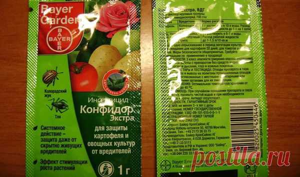 Как эффективно бороться со щитовкой на комнатных растениях