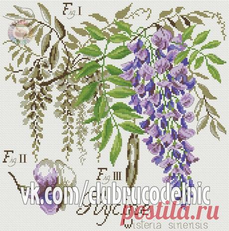 Вышивка "Ботаника. Глициния"