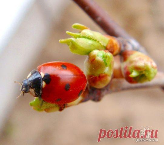 ХРИСТИАНСКАЯ ЛИРА - СТИХИ
Елена Николайчук