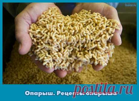 Рецепты опарыша 








Русское название личинки мухи - опарыш, нетрудно заметить, имеет общий корень с опарой, знакомой большинству хозяек. Замес теста, поставленный в тепло, за немногие часы многократно увеличивае…