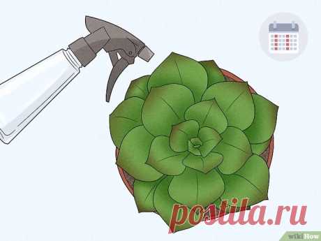Как поливать суккуленты: 8 шагов (с иллюстрациями)