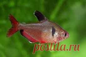 Минор или Серпас,отличие:чёрное пятно возле жабер!