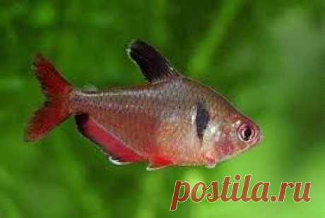 Минор или Серпас,отличие:чёрное пятно возле жабер!