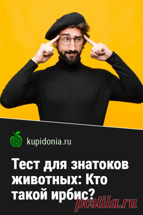 Тест для знатоков животных: Кто такой ирбис?. Интересный развлекательный тест для всех любителей и знатоков природы. Попробуйте ответить правильно на несколько вопросов об ирбисе!