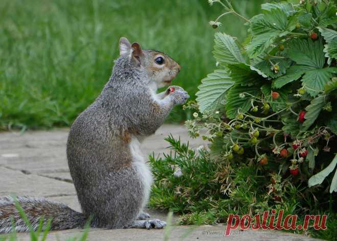 Strawberry thief Not content with pinching the bird seed and nuts this squirrel has now started on my strawberries!