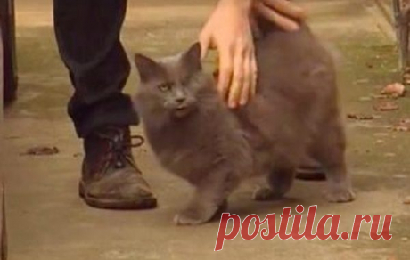 Парень спас кота, а кот спас парня! Закон возвращения ДОБРА работает на 100% — Лап-Ушки.com — любимые животные
