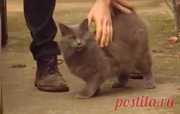 Парень спас кота, а кот спас парня! Закон возвращения ДОБРА работает на 100% — Лап-Ушки.com — любимые животные